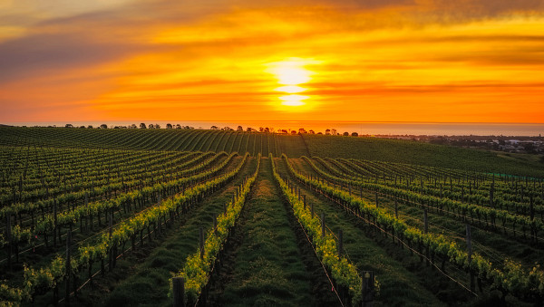 Image of Field and Sunset