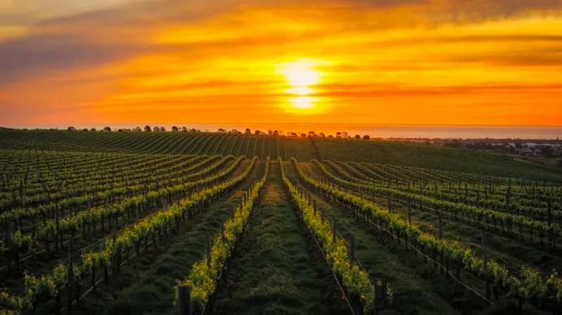 Image of Field and Sunset 