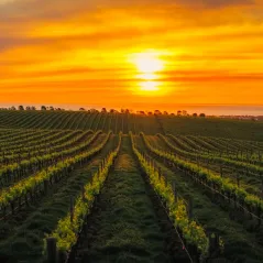 Image of Field and Sunset 