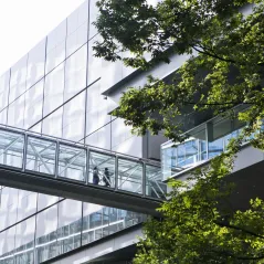 image of tree and bridge